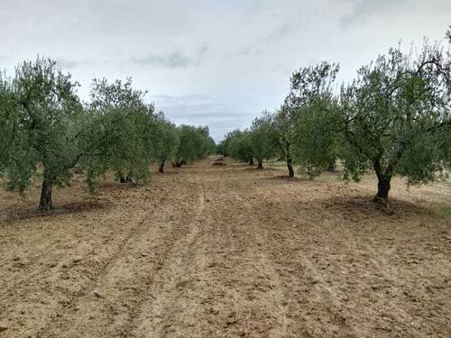 imagen 1 de Venta de olivar en Almonte (Huelva)