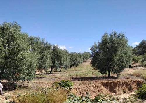 imagen 1 de Venta de olivar en autovía de Sevilla (Huelva)