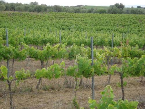 imagen 2 de Venta de magnífico viñedo en Barbastro (Huesca)