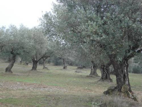 imagen 1 de Venta de finca en Barbastro (Huesca)