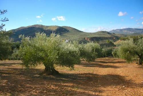 imagen 1 de Venta de magníficas fincas olivares en Alcalá la Real (Jaén)