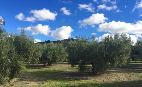 imagen 2 de Venta de magníficas fincas olivares en Alcalá la Real (Jaén)