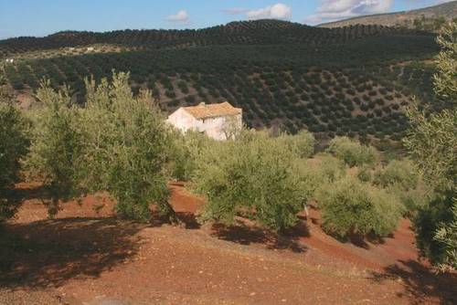 imagen 3 de Venta de magníficas fincas olivares en Alcalá la Real (Jaén)