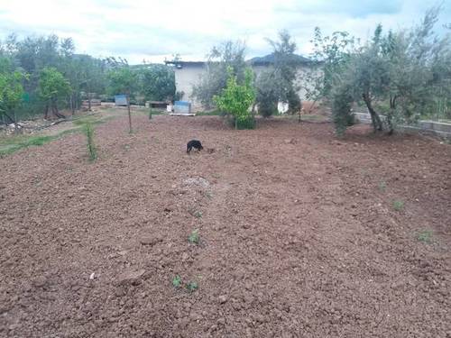 imagen 2 de Venta de huerta y olivar en Alcaudete (Jaén)
