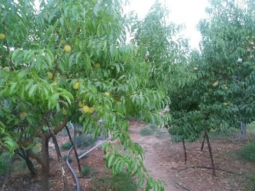imagen 3 de Venta de huerta y olivar en Alcaudete (Jaén)