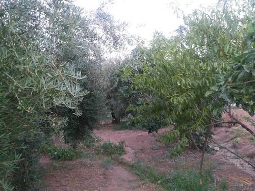 imagen 4 de Venta de huerta y olivar en Alcaudete (Jaén)