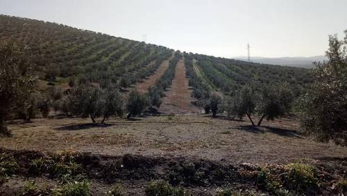 imagen 1 de Venta de finca olivar en Fuente del Rey (Jaén)
