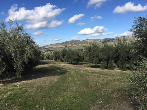 imagen 1 de Venta de campo olivar en Alcalá la Real (Jaén)