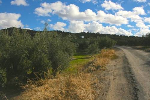 imagen 2 de Venta de campo olivar en Alcalá la Real (Jaén)