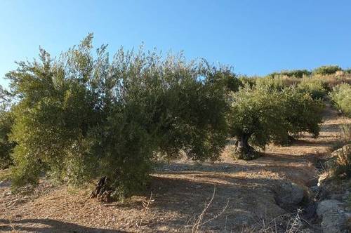 imagen 1 de Venta de olivar en Alcalá la Real (Jaén)