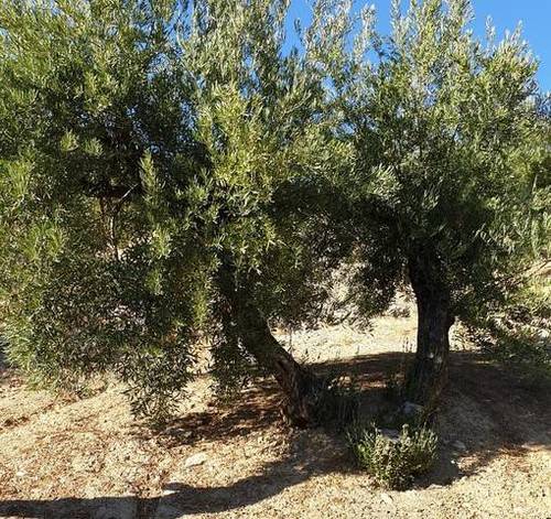 imagen 2 de Venta de olivar en Alcalá la Real (Jaén)