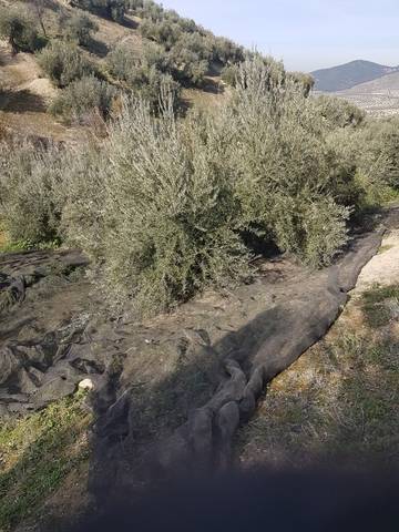 imagen 4 de Venta de finca olivar de regadío en Puerto Alto (Jaén)