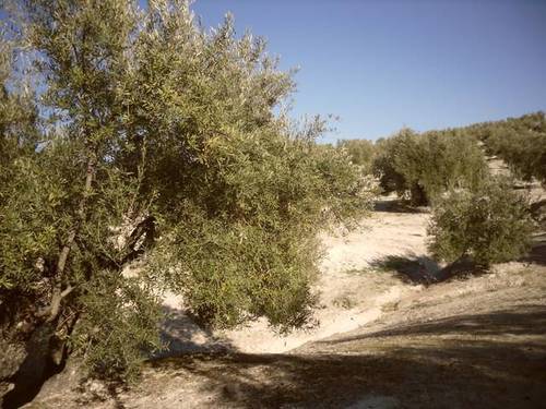 imagen 1 de Venta de olivar en Arjona (Jaén)