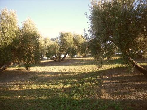 imagen 1 de Venta de campo olivar en Arjona (Jaén)