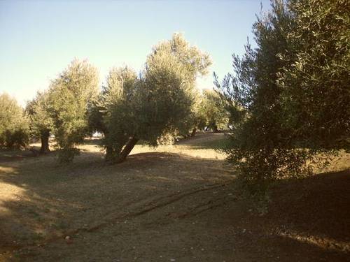 imagen 1 de Venta de campo olivar en Arjona (Jaén)