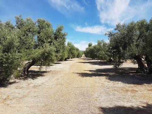 imagen 2 de Venta de olivar en Portachuelo, Úbeda (Jaén)