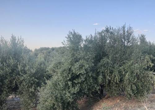 imagen 1 de Venta de finca olivar de regadío en Cazalilla (Jaén)