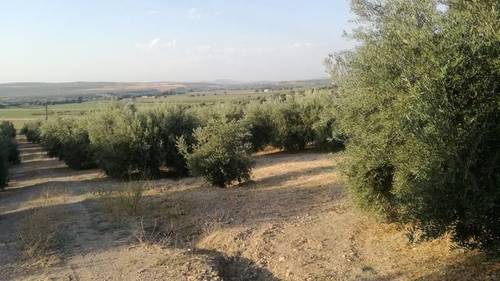 imagen 1 de Venta de campo de olivos en Torreblascopedro (Jaén)