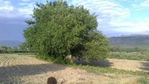 imagen 1 de Venta de terreno en Agrupación de Mogón (Jaén)
