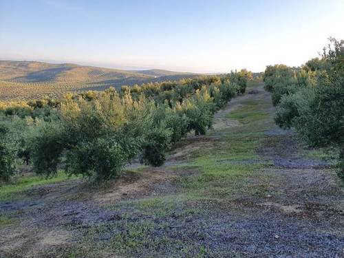 imagen 1 de Venta de olivar en Torre del Campo (Jaén)