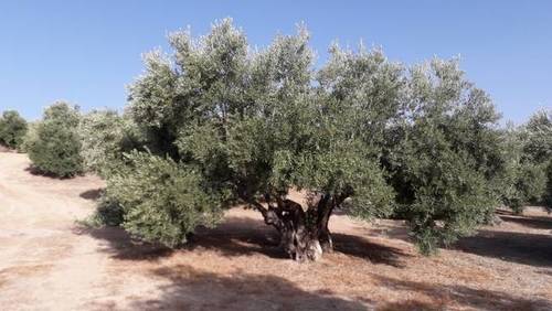 imagen 1 de Venta de finca olivar en Baeza (Jaén)