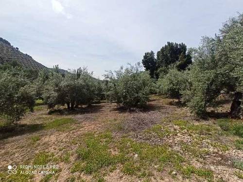 imagen 1 de Venta de finca de olivos en Mogón (Jaén)