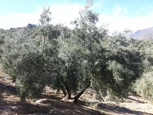imagen 1 de Venta de olivar en Bélmez de la Moraleda (Jaén)