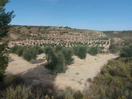 imagen 2 de Venta de campo olivar Castelldáns (Lérida)