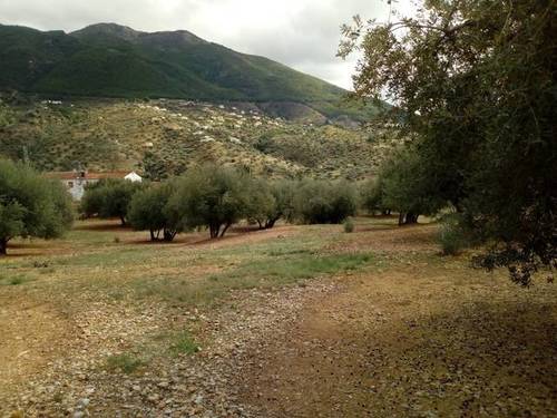 imagen 1 de Venta de estupendo olivar en Alcaucín (Málaga)