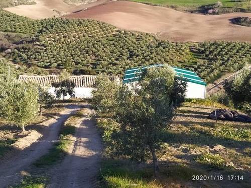 imagen 1 de Venta de campo olivar en Ronda (Málaga)