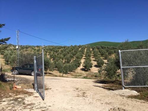 imagen 2 de Venta de campo olivar en Ronda (Málaga)