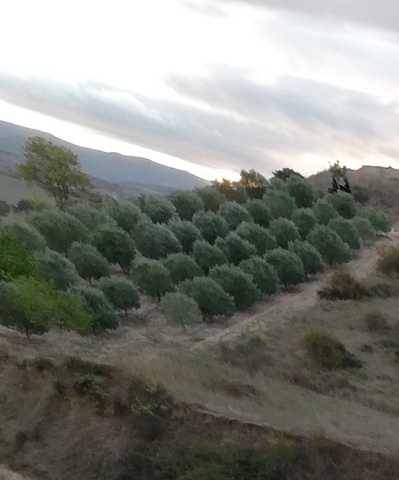 imagen 1 de Venta de olivar de arbequina en Berantevilla