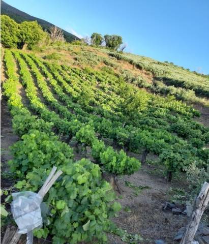 imagen 1 de Se vende viñedo con distinats variedades de uva en Vilarino