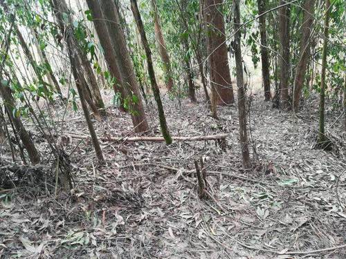 imagen 1 de Venta de terreno con Eucaliptos en Vilaboa