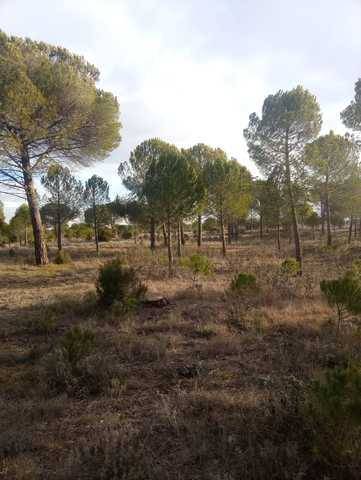 imagen 1 de Venta de finca ganadera y pinar en Cuellar (Segovia)