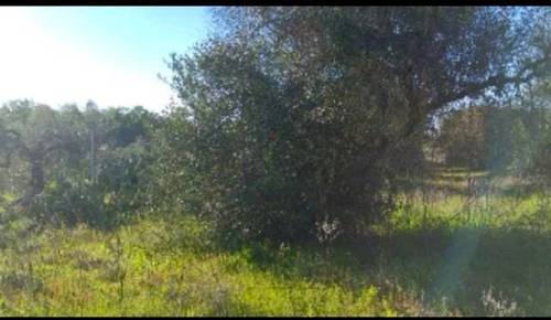 imagen 1 de Venta de terreno vallado con olivos en Tomares (Sevilla)