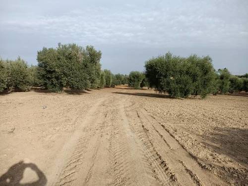 imagen 1 de Venta de olivar con muy buena ubicación en Los Palacios (Sevilla)