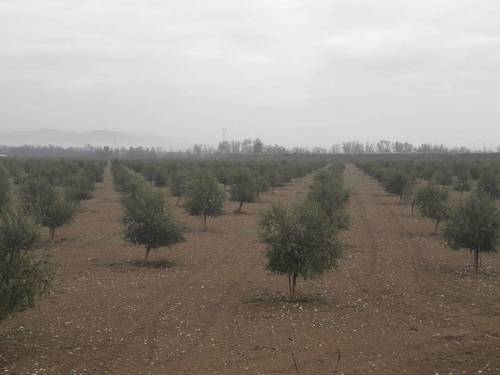 imagen 3 de Preciosa finca de olivar intensivo en Andújar