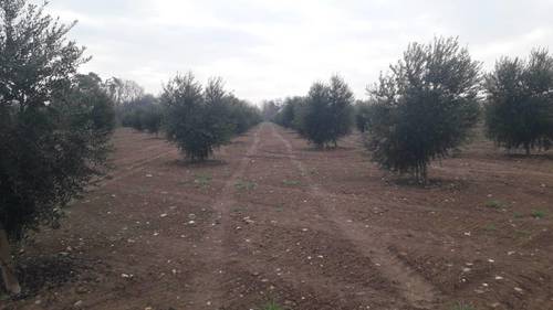 imagen 5 de Preciosa finca de olivar intensivo en Andújar