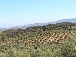 imagen 1 de Venta de finca de olivos edificable en Pilas
