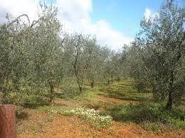 imagen 1 de Venta de finca de olivos edificable en Pilas
