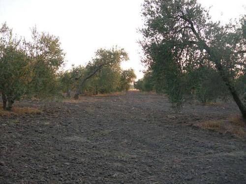 imagen 1 de Venta de olivar con buen acceso en Arahal