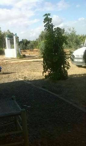 imagen 3 de Venta de finca con casa en Lebrija