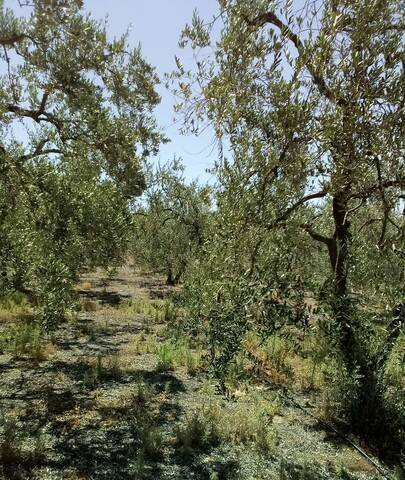 imagen 1 de Venta de olivar en Huévar del Aljarafe