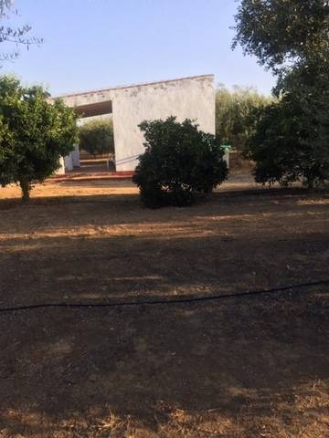 imagen 1 de Venta de finca con olivar en Pilas (Sevilla)