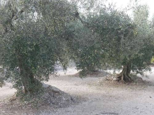 imagen 1 de Venta de finca de olivos de secano en Ulldecona