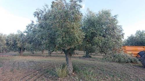 imagen 1 de Venta de olivar con buen acceso en Botarell