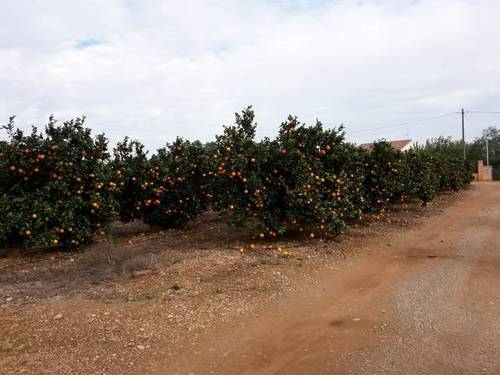 imagen 1 de Venta de finca de naranjos de regadío en Santa Bárbara