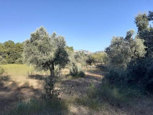 imagen 2 de Venta de finca de olivar en Horta de Sant Joan