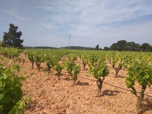 imagen 1 de Venta de terreno con viñedo en Batea (Tarragona)